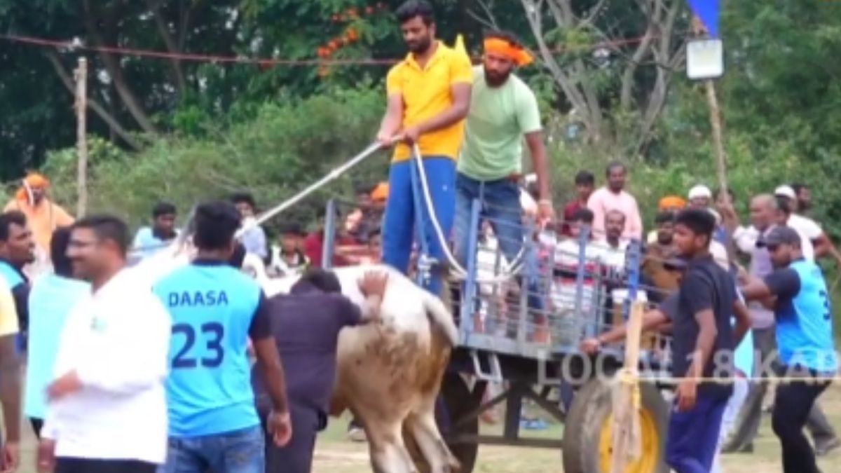 Cart Racing Movie In Karnataka’s Chikkamagaluru, Locals Organise Bullock Cart Racing ...