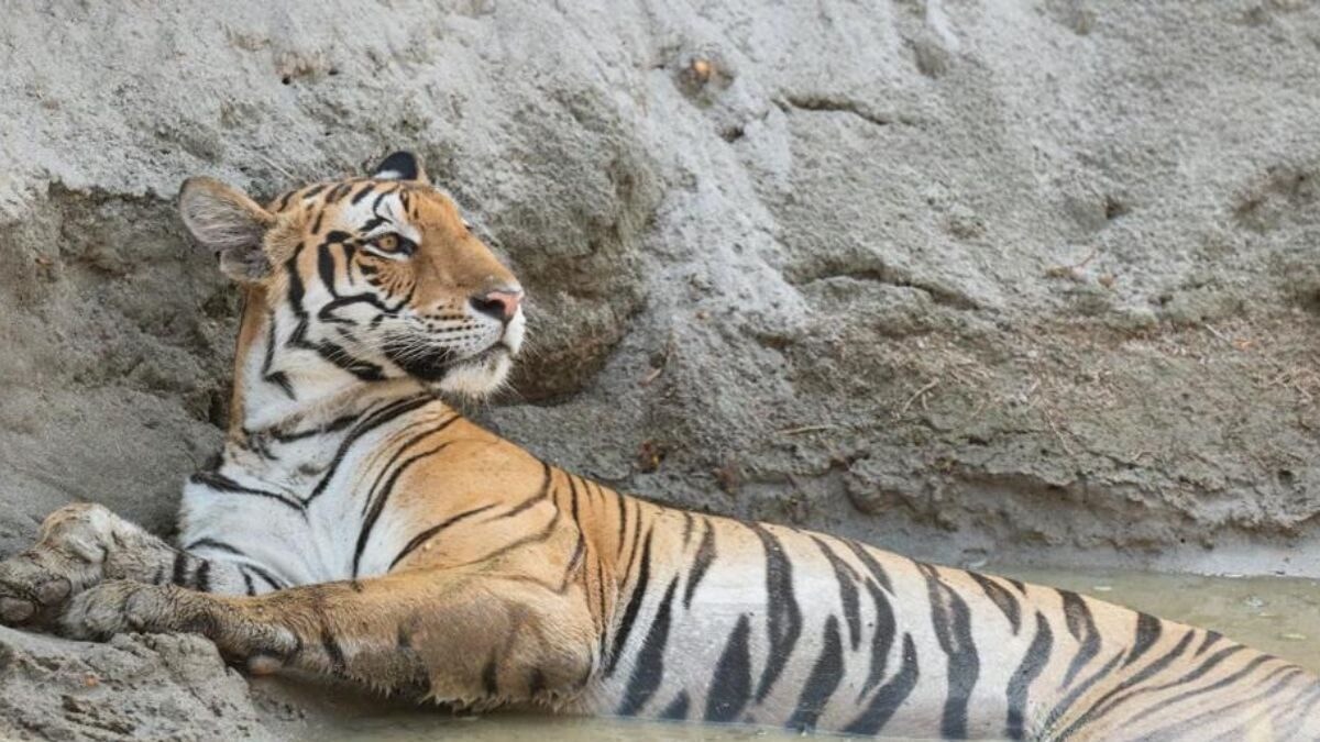 Odisha: Tiger Census Begins in Mayurbhanj's Similipal Tiger Reserve, Kendujhar - Vimarsana News