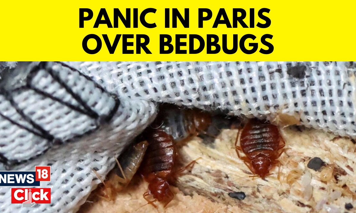 Whats Really Bugging Parisians?...Well, Bedbugs. - News18