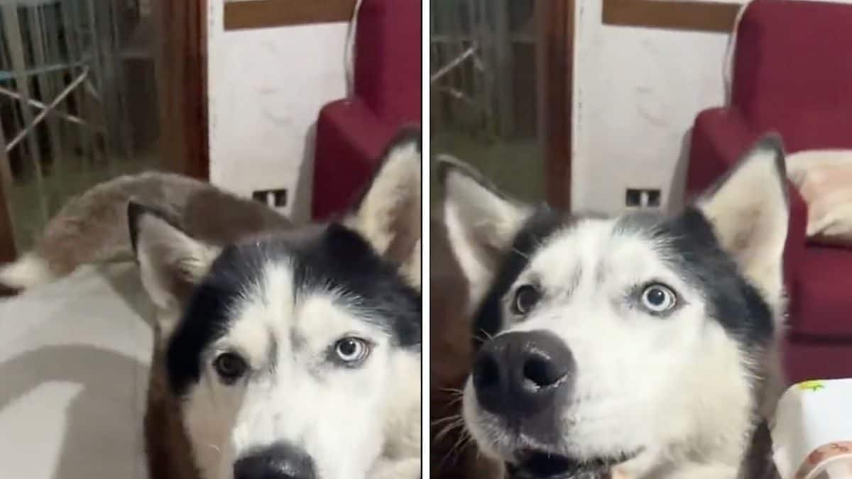 Do Dogs Speak Italian This Viral Video Will Leave You Scratching Your do-dogs-speak-italian-this-viral-video-will-leave-you-scratching-your