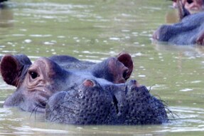 Male Hippo In Japan Zoo Turns Out To Be Female And The Discovery Took 7 Years