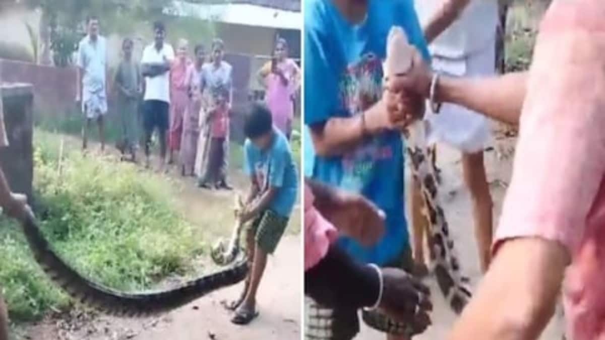 Watch: Young Boy Catches Python With Bare Hands, Internet Reacts ...