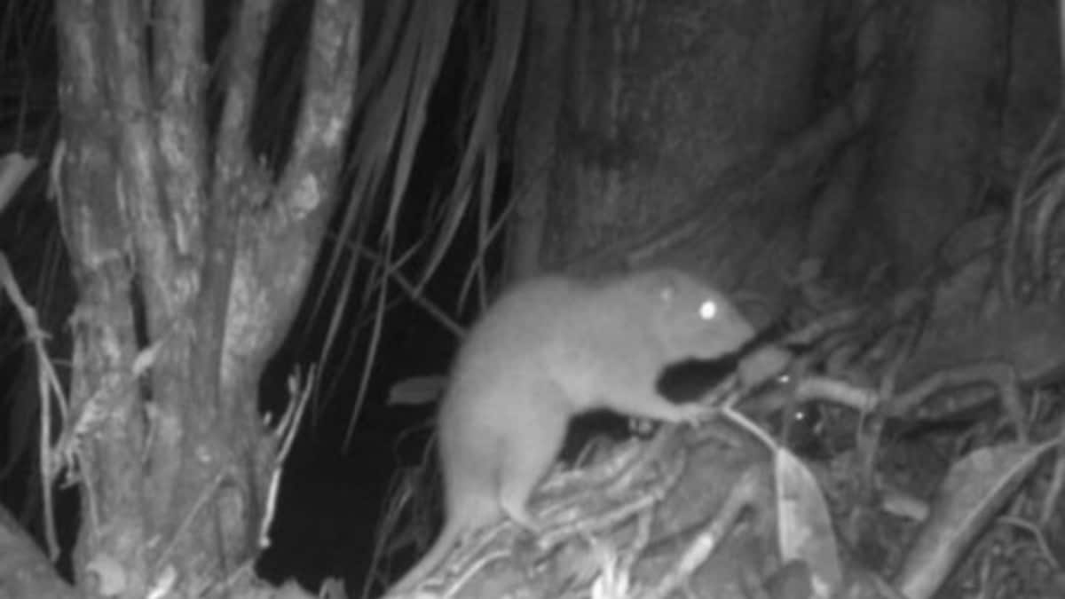 Firstever Photos Of Rare Giant Coconutcracking Rats Go Viral News18