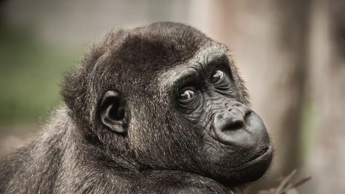 Do 'Ape-Men' Still Exist On Flores Island? Scientist Thinks So - Vimarsana News