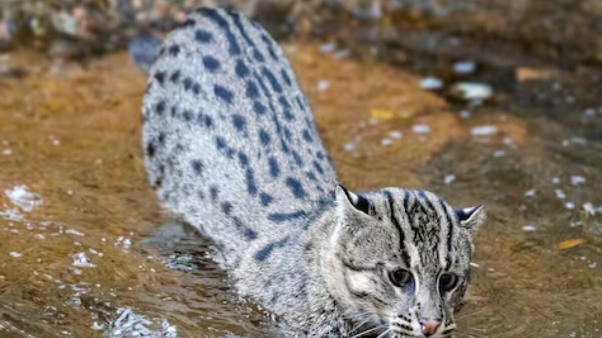 Watch Fishing Cat Hunting Fish In Wetlands Leaves Impressed