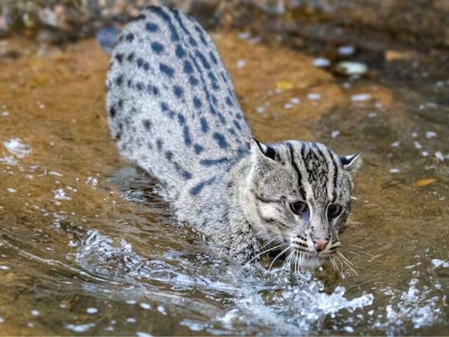 Watch: Fishing Cat Hunting Fish In Wetlands Leaves Internet Impressed -  News18