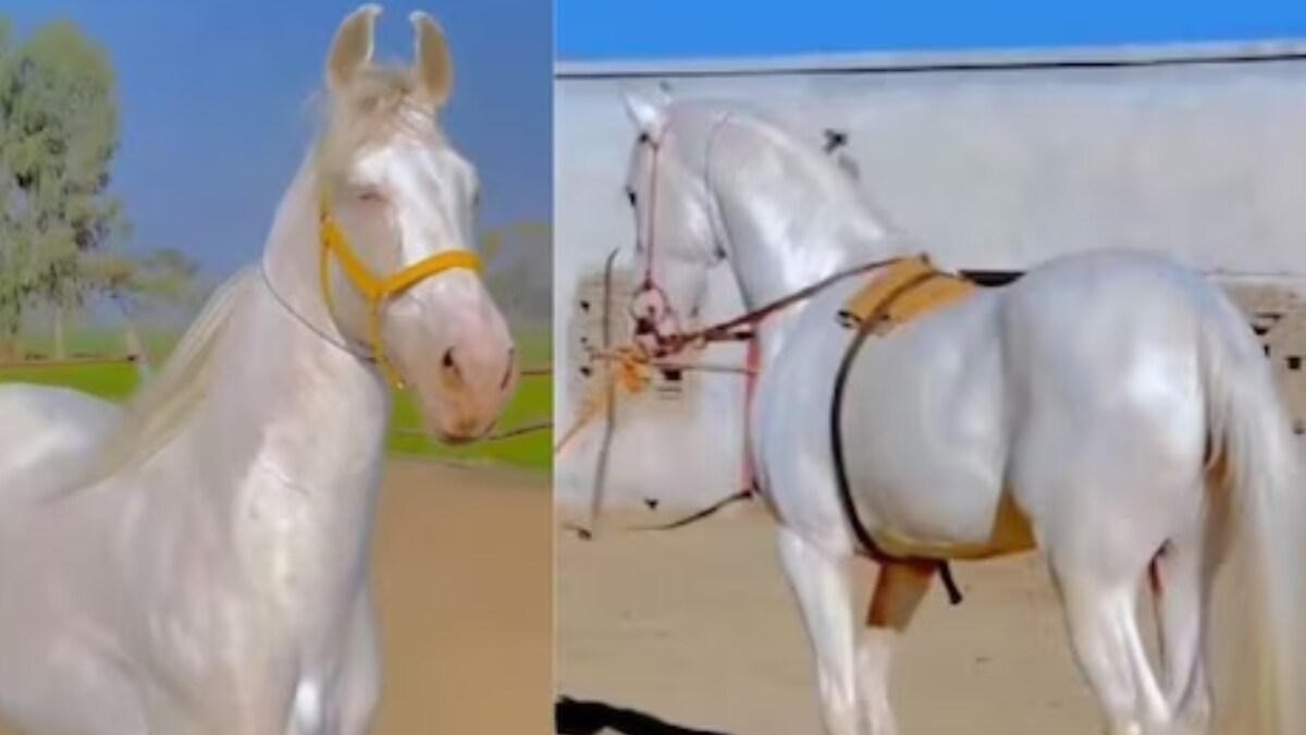 Why This Horse Is Called The Most Beautiful In The World - Vimarsana News