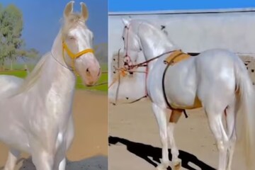 These Gorgeous Horse Breeds All Have Amazing Hair