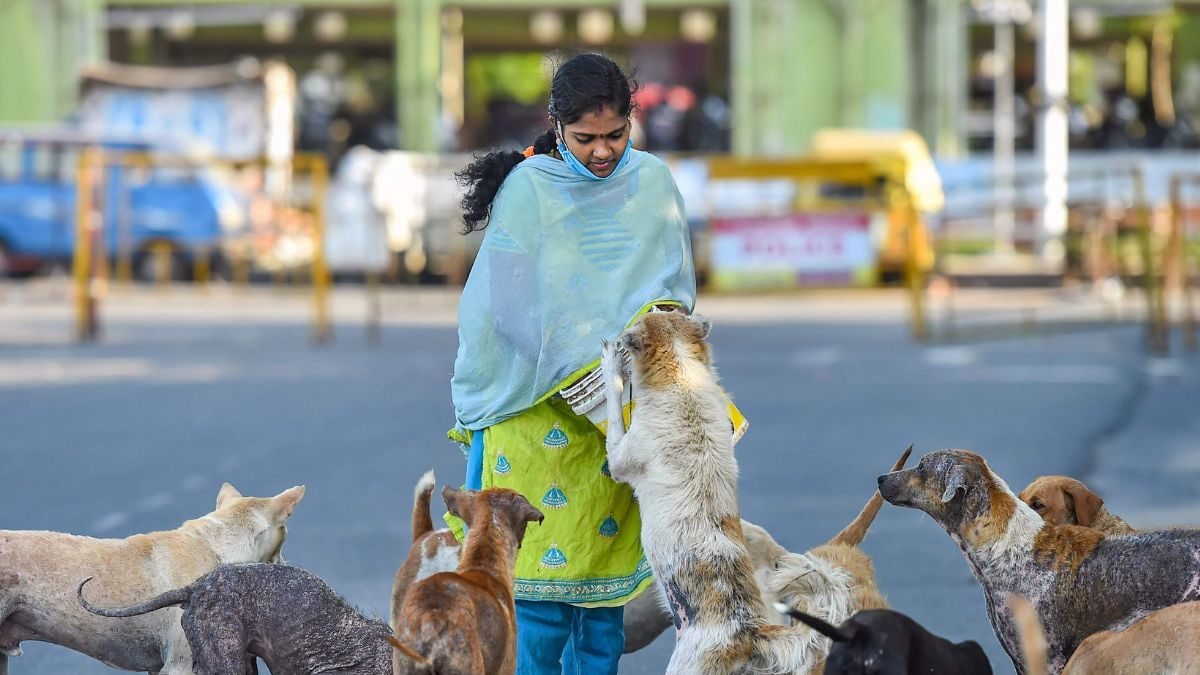 Human Lives Should Get Preference: Kerala HC Highlights Rising Number of Strays, Rabies Cases; Suggests Licensing for Dog Lovers sattaex.com