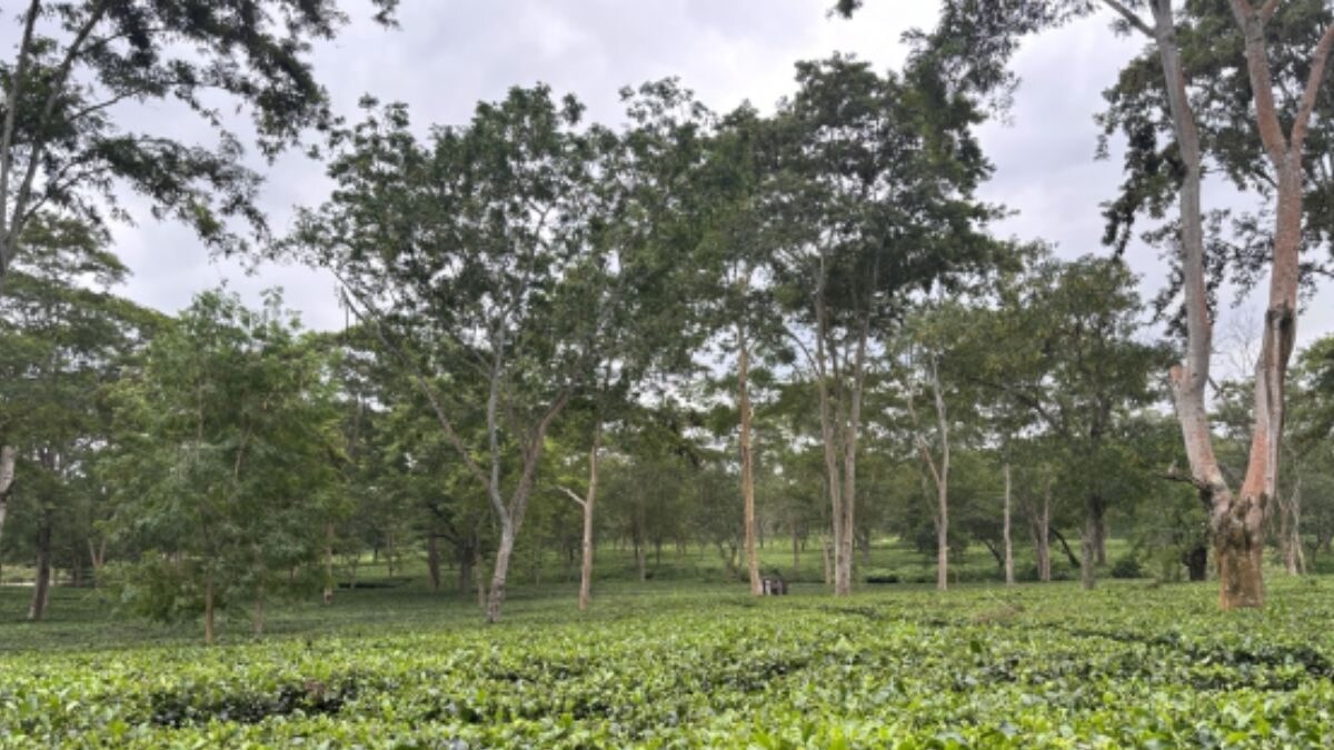 Tripura Govt Plans to Brand Their Tea Nationally, Ready to Give it 'National Identity' - Vimarsana News