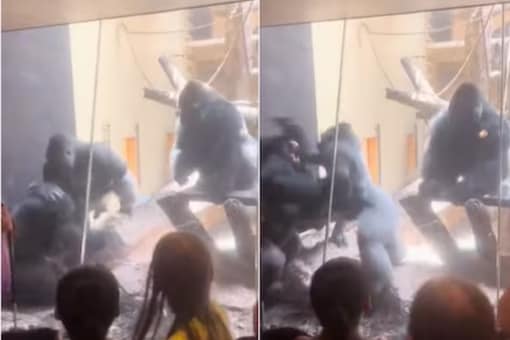 The 24-second clip shows two gorillas throwing punches behind the safety of zoo glass.
