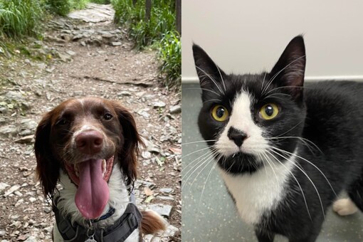 The dog named Daisy and the rescued cat Mowgli live in the same house. (Photo Credits: Facebook)