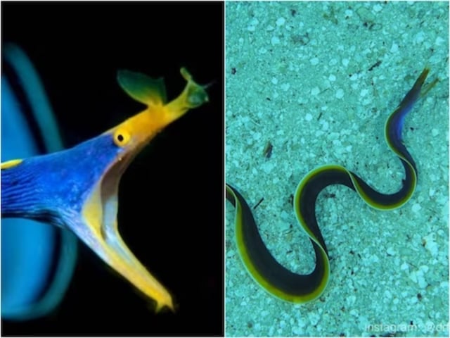 The baby Ribbon eels are black with yellow dorsal fins.
