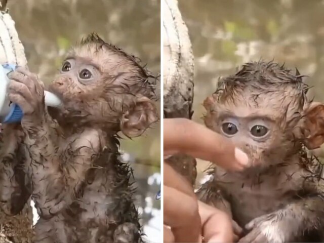 Baby Monkeys Drinking Milk After Being Rescued From Flood Will Melt Your  Heart - News18