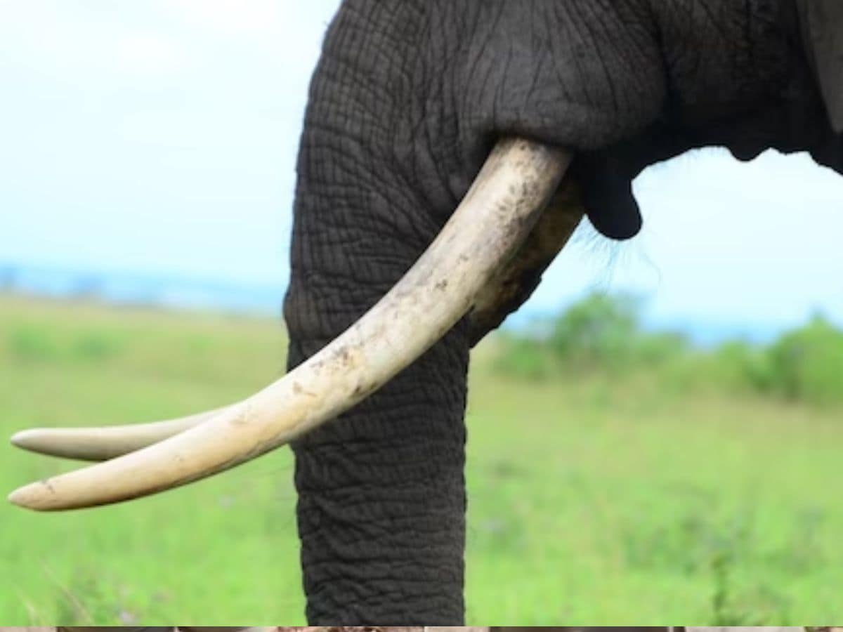 Is Ivory Worth More Than Gold? Quora Dissects The Value Of Precious  Materials - News18