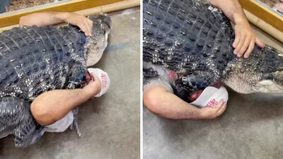 The gator, Darth, lives in the Reptile Zoo in California. (Photo Credits: Instagram)