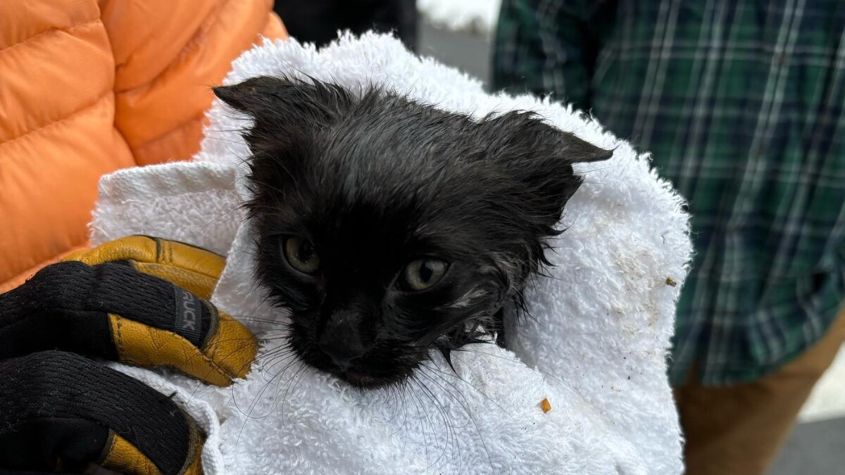 Watch: 911 Firefighters Rescue Kittens Trapped In Sewer Line - Vimarsana News