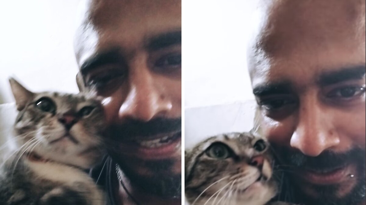 Curious World Of Cats Understanding The Trend Of Cats With Durags The Viral Challenge - dfq8hfz