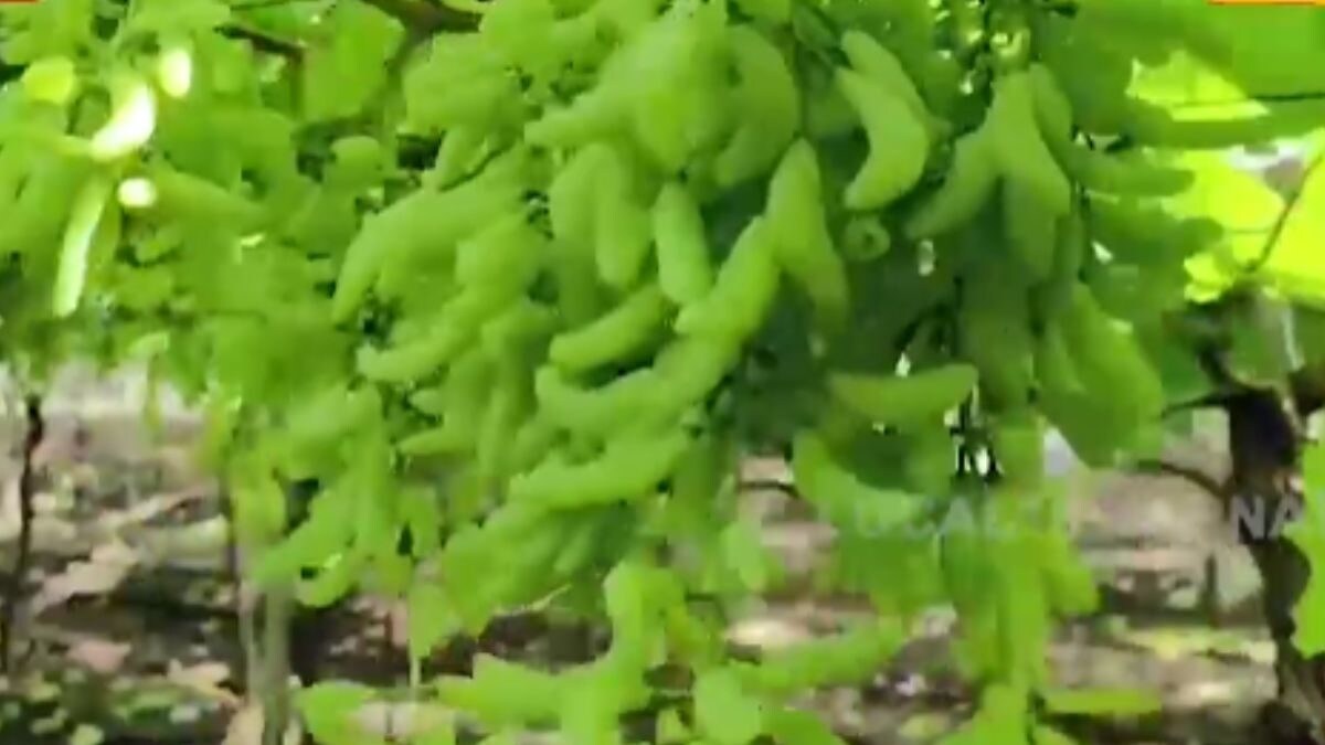 In Karnataka's Belagavi, Farmer Grows 6inch Long Grapes News18