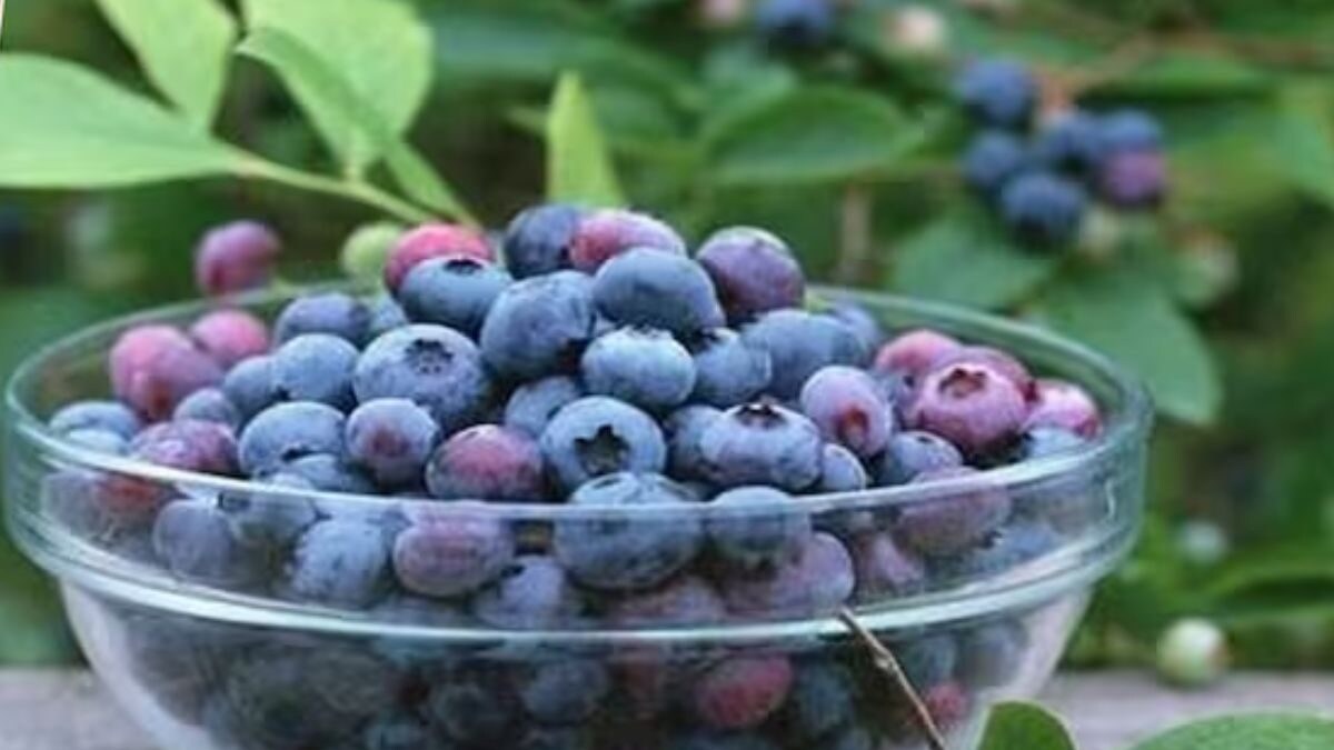Blueberry To Grapes, 4 Fruits And Vegetables For A Healthy Liver News18