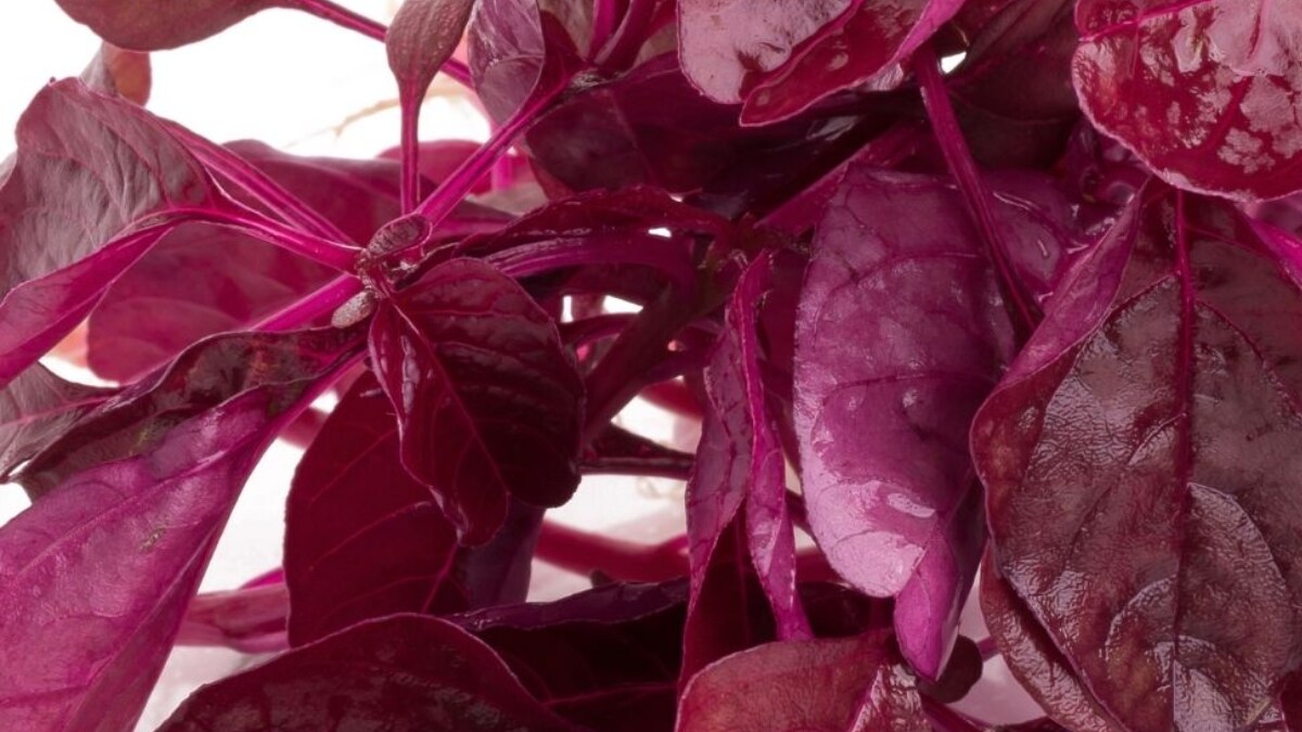 Combating Ldl cholesterol To Lowering Glucose Absorption, Advantages Of Purple Spinach For Diabetic Sufferers – News18