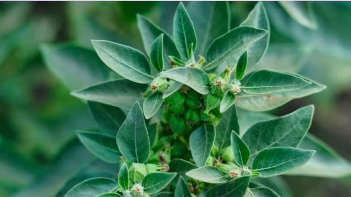 How Ashwagandha Plant Helps Treat Stress, Anxiety And Fatigue How Ashwagandha Plant Helps Treat Stress, Anxiety And Fatigue