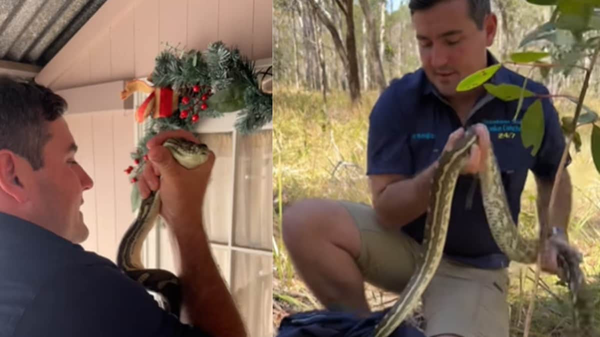 Snakes in the shower will send shivers up your spine (Video)