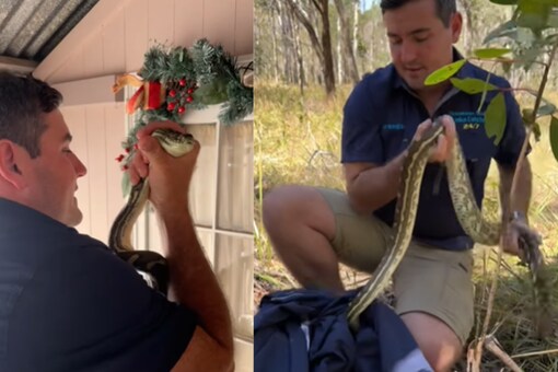 This Python S Dramatic Rescue Will Send Chills Down Your Spine News18