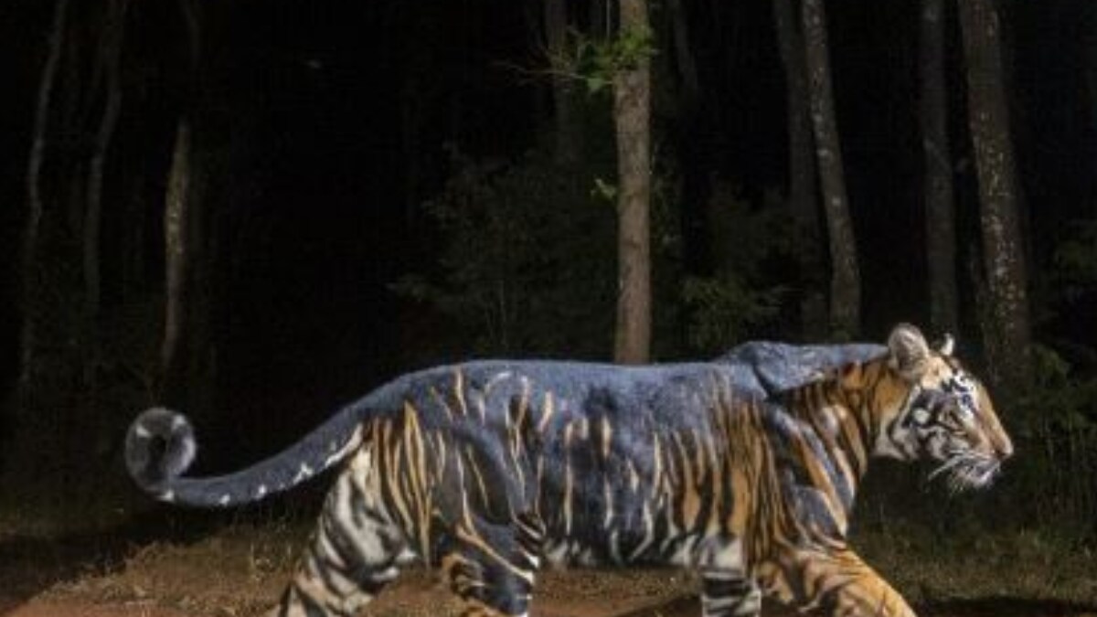 Nature Is Amazing Photos Of Rare Black Tiger Found In Odisha Mesmerise Wildlife Lovers News18