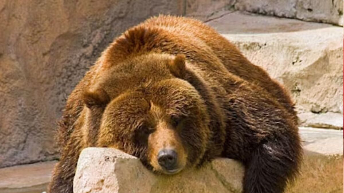 Japan To Trial AI Bear Spotting System After Sharp Rise In Attacks - Vimarsana News