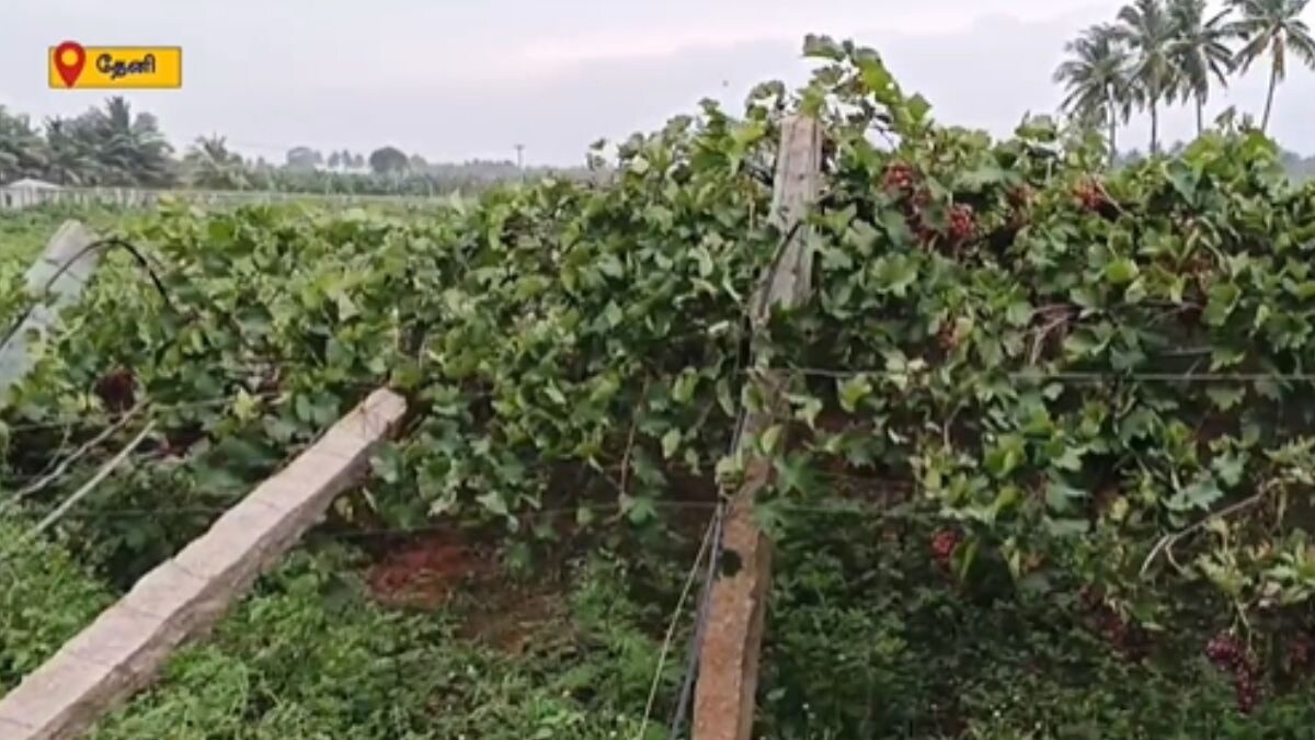 Grape Farmers In TN's Theni Incur Losses As Heavy Rainfall Uproots Vineyards - Vimarsana News