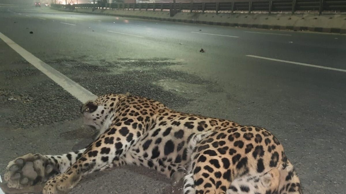 Delhi: Leopard Carcass Found Lying on NH44 in Alipur; Road Accident Likely Cause - Vimarsana News