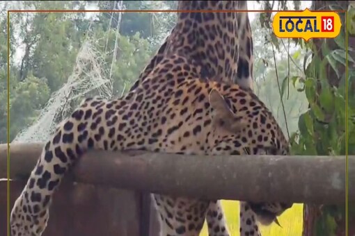 The net in which the leopard got caught was laid to catch monkeys that has been damaging the crops in the farm fields.
(Image: News18/Local18)