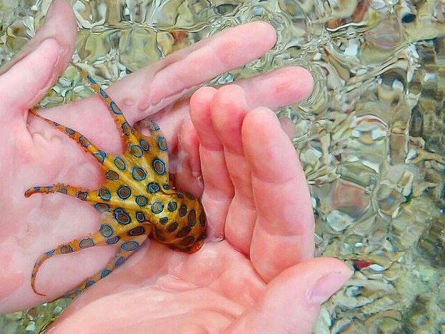Blue-Ringed Octopus. (Photo Credits: Twitter)