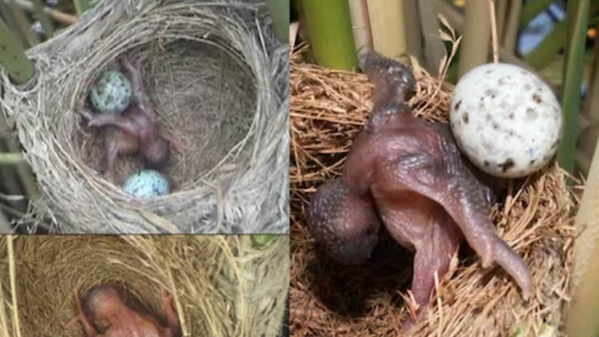 Watch: Baby Cuckoo Throws Eggs Of Another Bird Out Of The Nest | Viral ...
