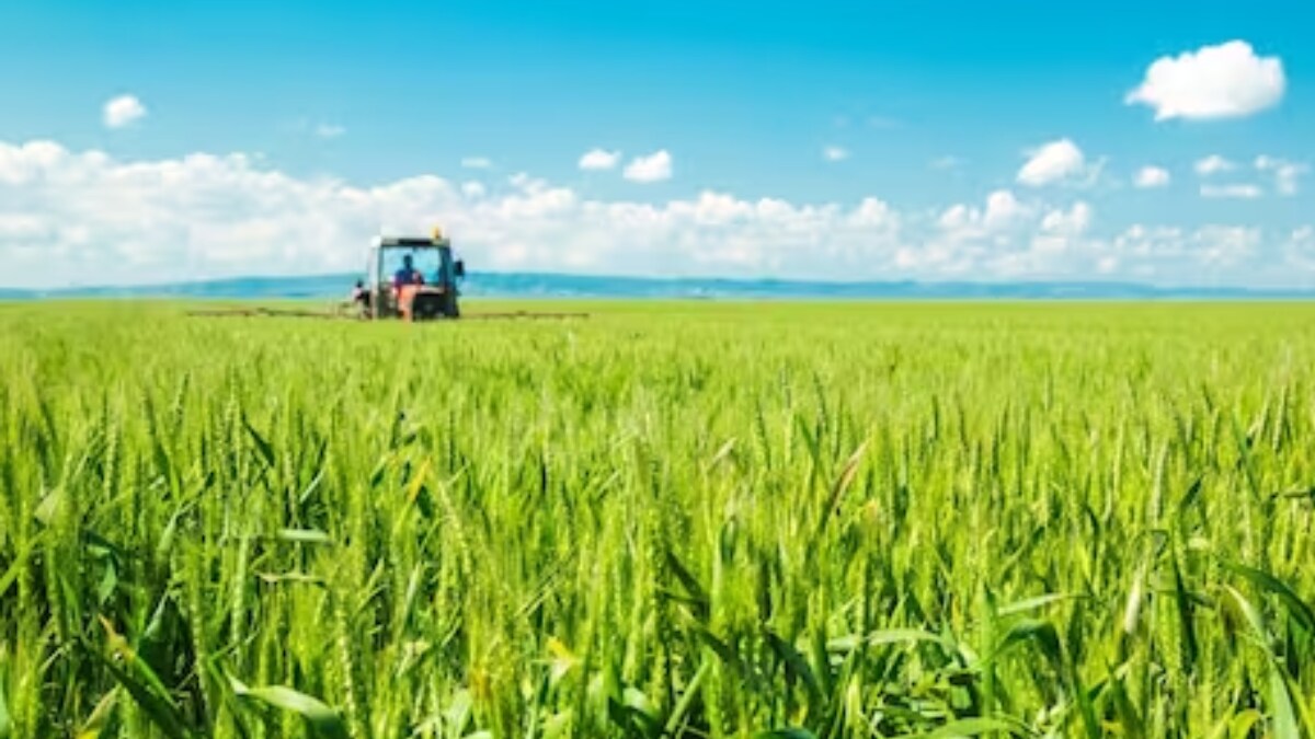 Scientists Develop Wheat Variety That Yield Crops 6 Times A Year: Report - Vimarsana News