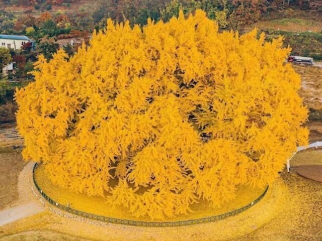 In South Korea, The 800-year-old Gingko Tree Is Known For Its Majestic ...