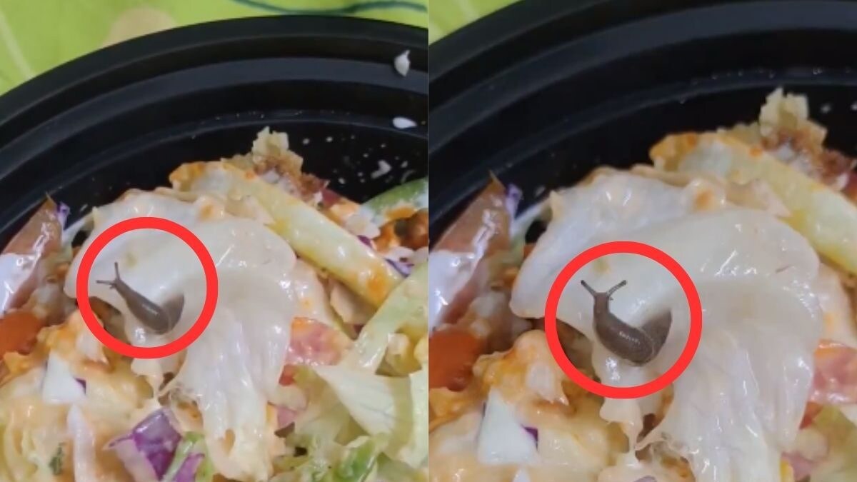 Bengaluru Man Finds 'Live' Snail in Salad Ordered on Swiggy, Company Responds to Viral Post - Vimarsana News