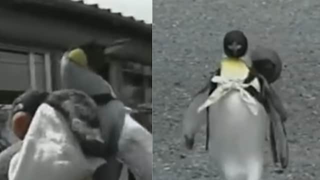 remember-lala-the-penguin-who-loves-to-shop-he-is-back-to-spread