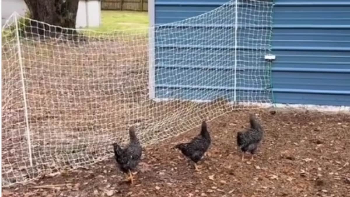 Is Glitch In The Matrix Real? Video Of Chickens Freezing In Time Goes ...