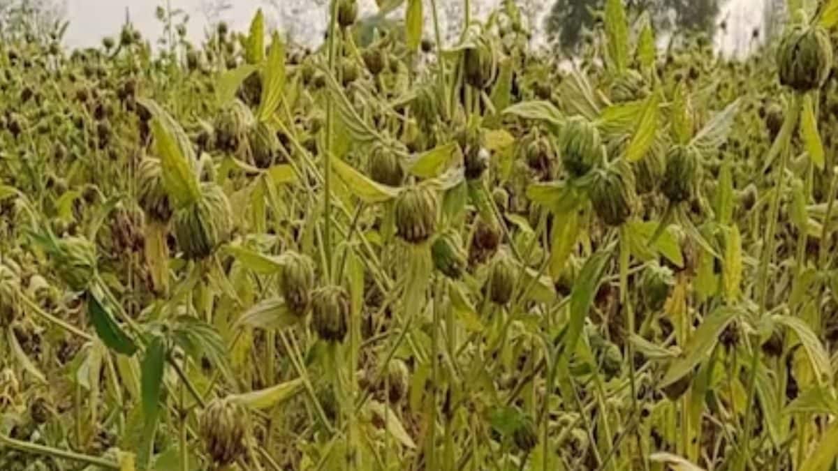 Why This Plant Is One-Stop Solution To Anaemia And Other Health Issues Why This Plant Is One-Stop Solution To Anaemia And Other Health Issues