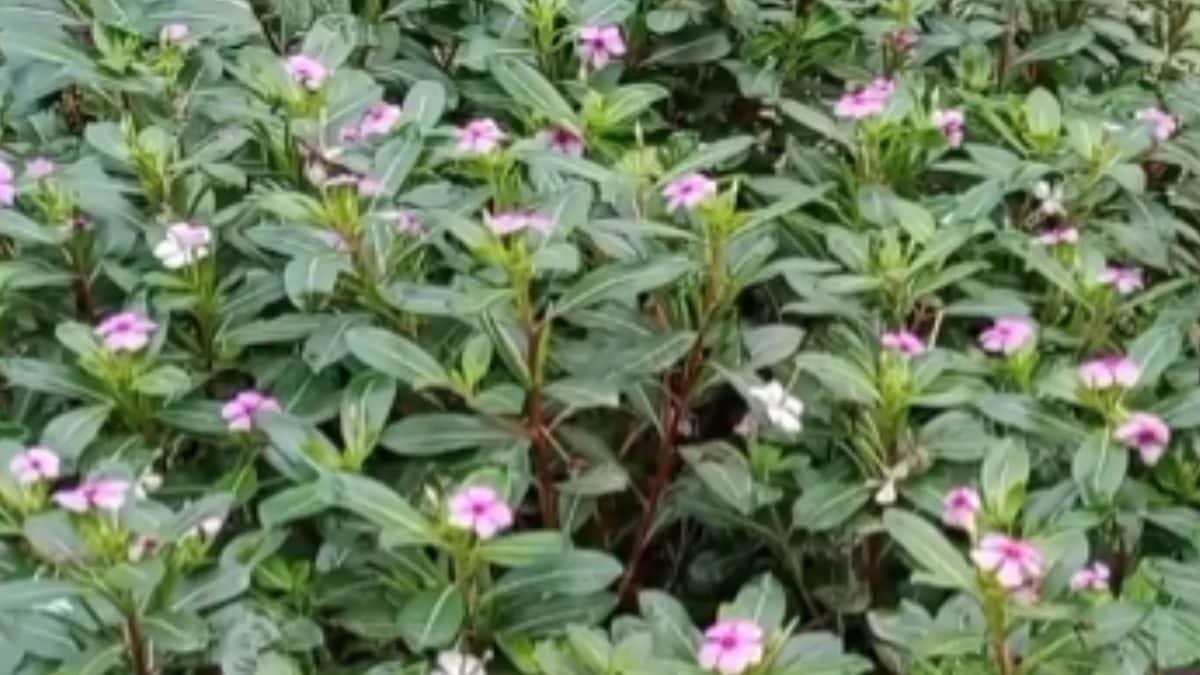 Diabetes To Blood Pressure, Health Issues Madagascar Periwinkle May Help Against Diabetes To Blood Pressure, Health Issues Madagascar Periwinkle May Help Against