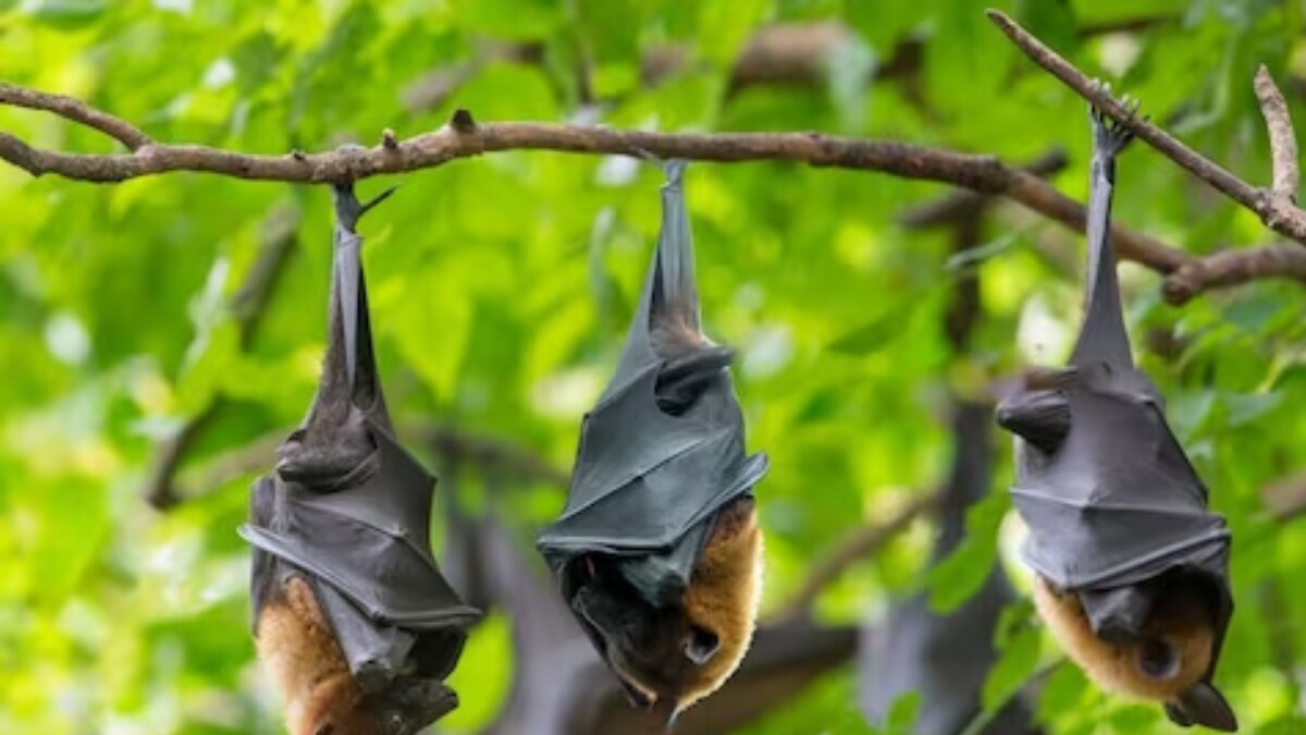 Why Bats Are Usually Found Hanging Upside Down News18