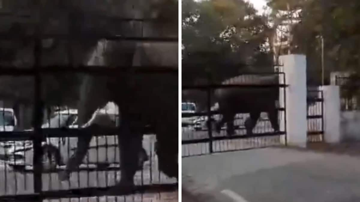 Don't Mess With A Wild Elephant And This Video Tells Us Why