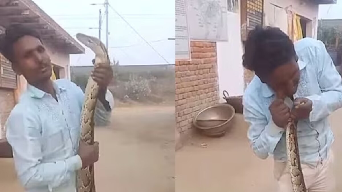Watch: Man Plays With Python As If It's A Toy, Snake Strikes Back - News18
