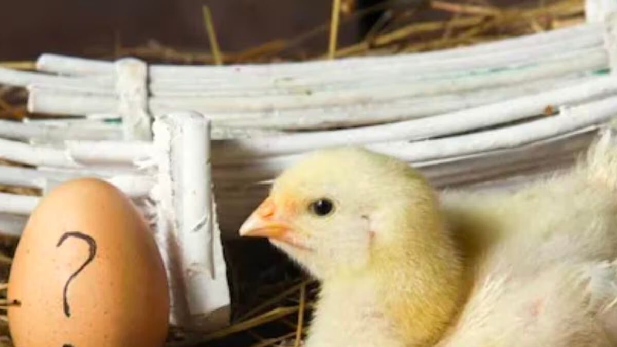 Which Came First Chicken Or Egg? Scientists Have Answered The Million