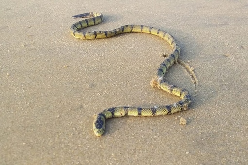 Hydrophis sea snake, which lives in the deep water of the ocean, is said to be most venomous snakes. (Credits: News18)