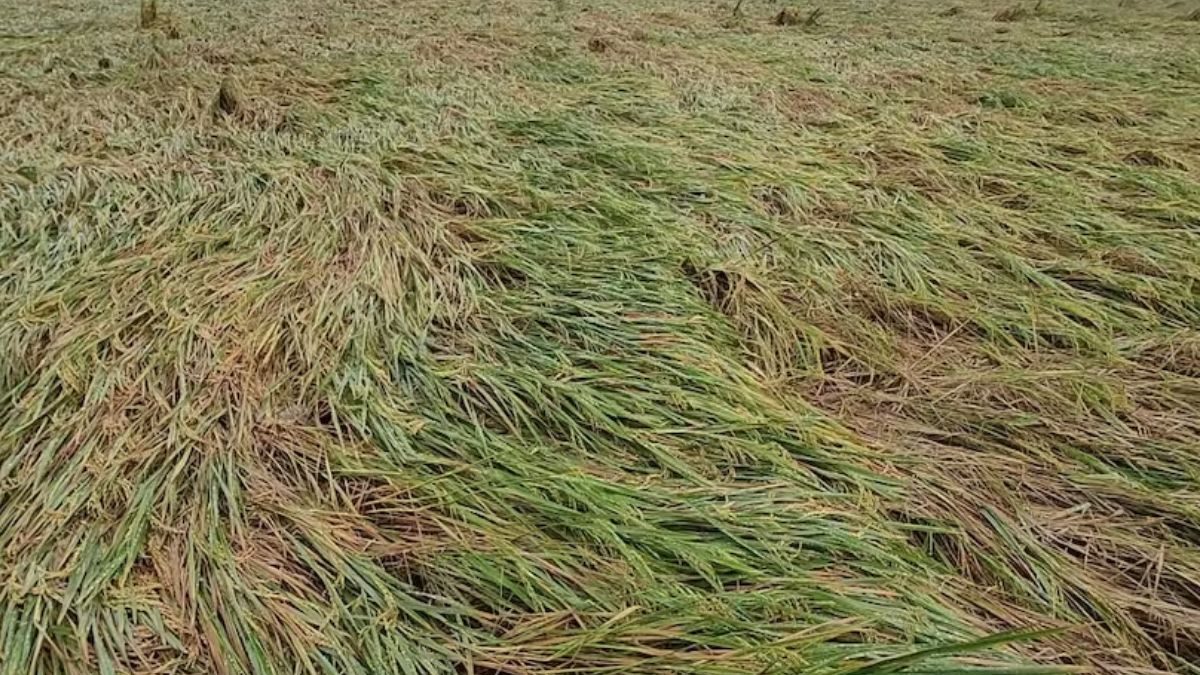 Heavy Rains In Tamil Nadu’s Villupuram Damage 25 Acres Of Paddy Crops ...