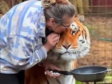 Watch: Elderly Woman’s Love For Her Pet Tiger Leaves Internet
