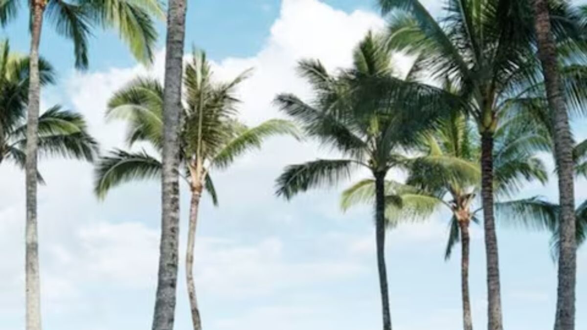 Meta CEO Mark Zuckerberg's Rs 2240 Crore Hawaiian Hideaway Is Worth The Attention - Vimarsana News